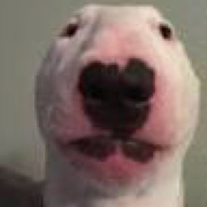 Meet your Posher, Cesar